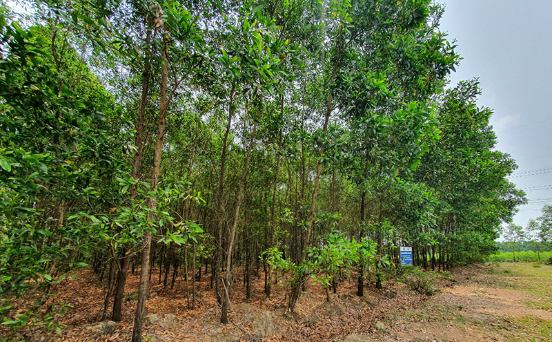 Huyện Lệ Thủy hiện có trên 560 ha rừng gỗ lớn.