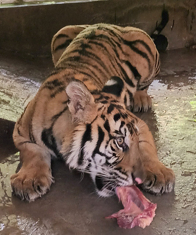 Hổ đang nuôi tại Vườn Quốc gia Phong Nha-Kẻ Bàng.