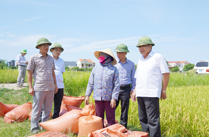 Đồng chí Phó Chủ tịch Thường trực UBND tỉnh Đoàn Ngọc Lâm kiểm tra thu hoạch vụ hè thu tại xã An Ninh (Quảng Ninh).