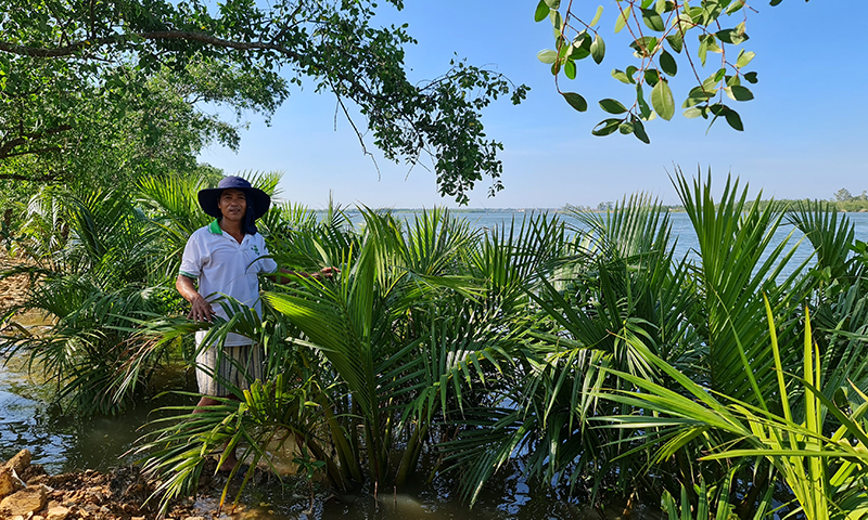Ông Khiển trồng hơn 500 cây dừa nước bao quanh trang trại để tạo cảnh quan môi trường và bảo vệ đất.