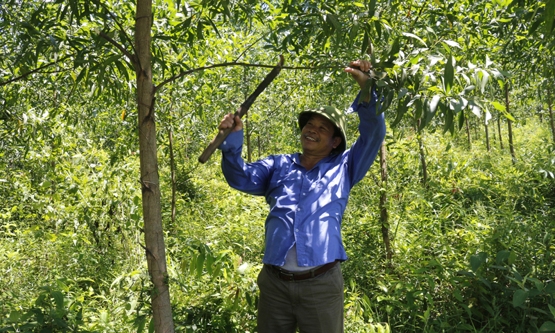 ha rừng của ông Đinh Ngọc Bảo được chuyển đổi sang trồng rừng gỗ lớn và áp dụng quy trình quản lý rừng bền vững theo tiêu chuẩn FSC.