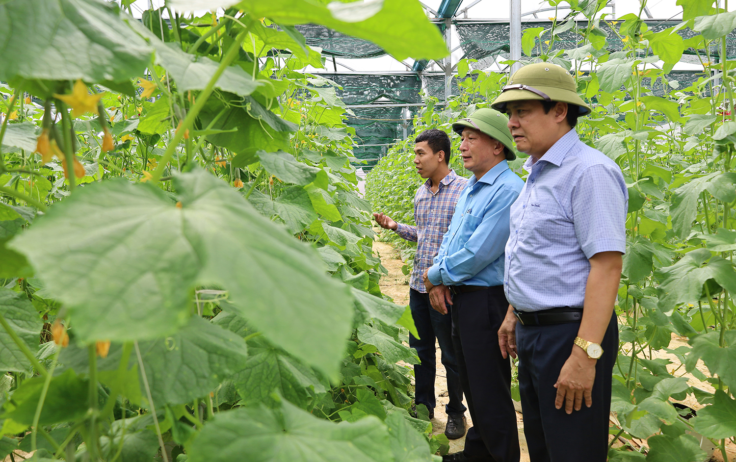Đồng chí Phó Bí thư Thường trực Tỉnh ủy Trần Hải Châu thăm, kiểm tra mô hình sản xuất nông nghiệp sạch tại huyện Bố Trạch. 