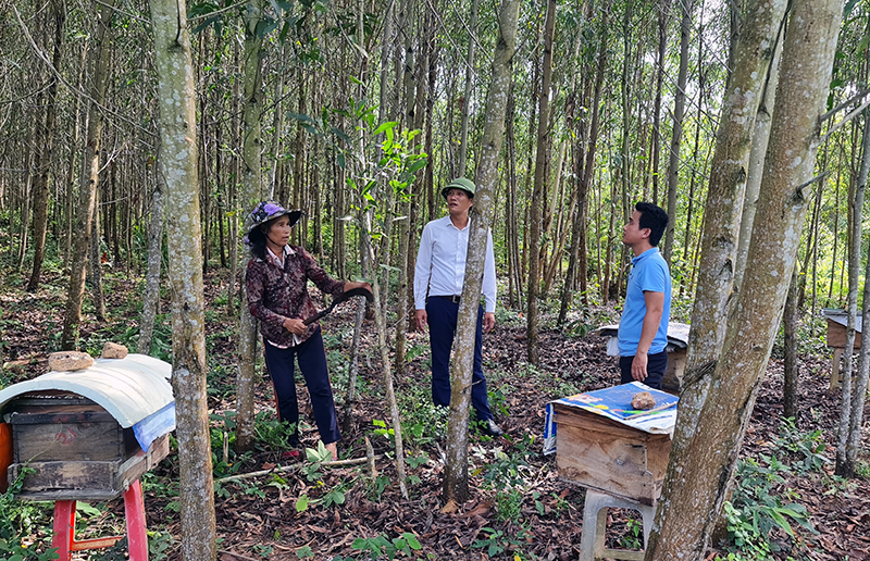 Quảng Ninh: Trồng mới 425ha rừng tập trung