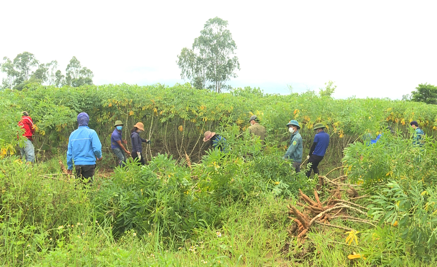 Tập trung thu hoạch sắn ở những vùng thấp trũng