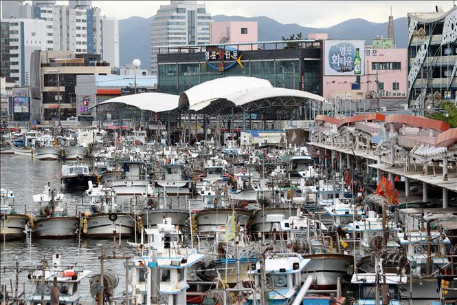 Tàu thuyền neo đậu tránh bão tại cảng Pohang, cách thủ đô Seoul, Hàn Quốc, khoảng 374 km về phía đông nam, ngày 1/9/2022. Ảnh: YONHAP/TTXVN