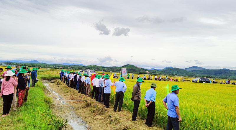 Các đơn vị, địa phương tham quan, đánh giá về chuỗi liên kết sản xuất giống lúa Hana số 7 tại HTX Thống Nhất.