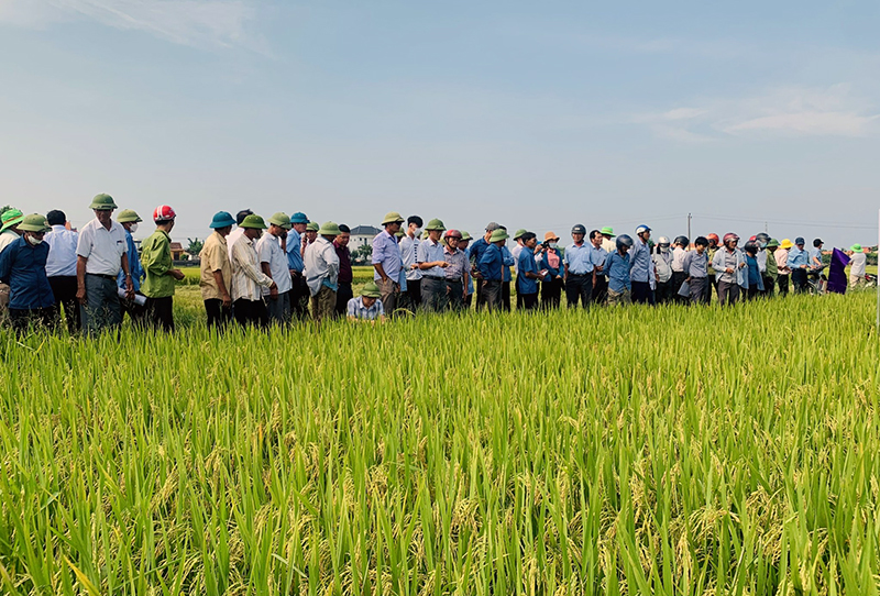 Các đại biểu tham quan mô hình liên kết sản xuất các giống lúa mới theo tiêu chuẩn VietGAP tại xã Duy Ninh.