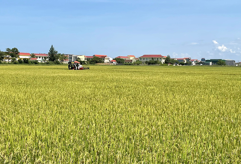 Huyện Quảng Ninh phấn đấu cơ bản thu hoạch xong diện tích lúa hè-thu trước ngày 8/9.