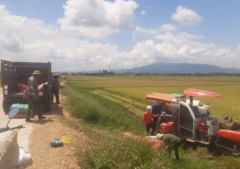Nông dân huyện Bố Trạch tập trung thu hoạch lúa hè-thu.
