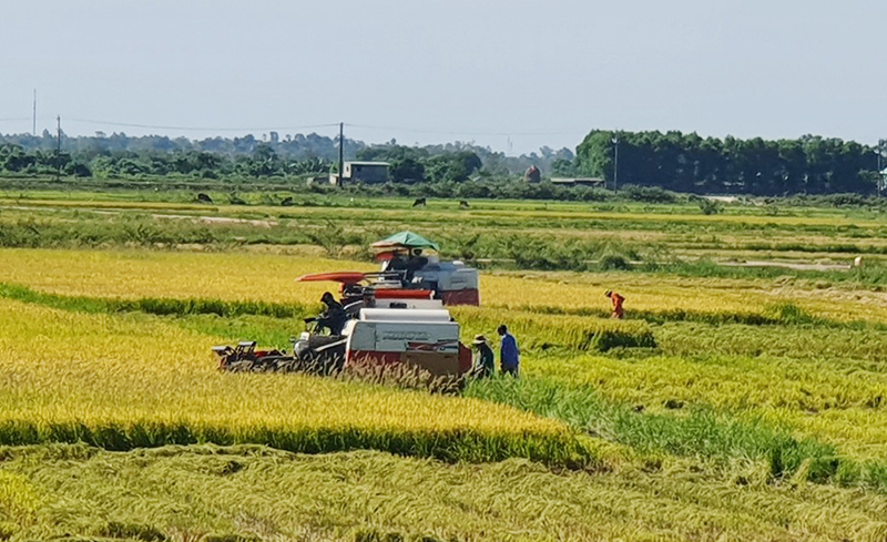  Nông dân thu hoạch lúa vụ hè-thu 2022.