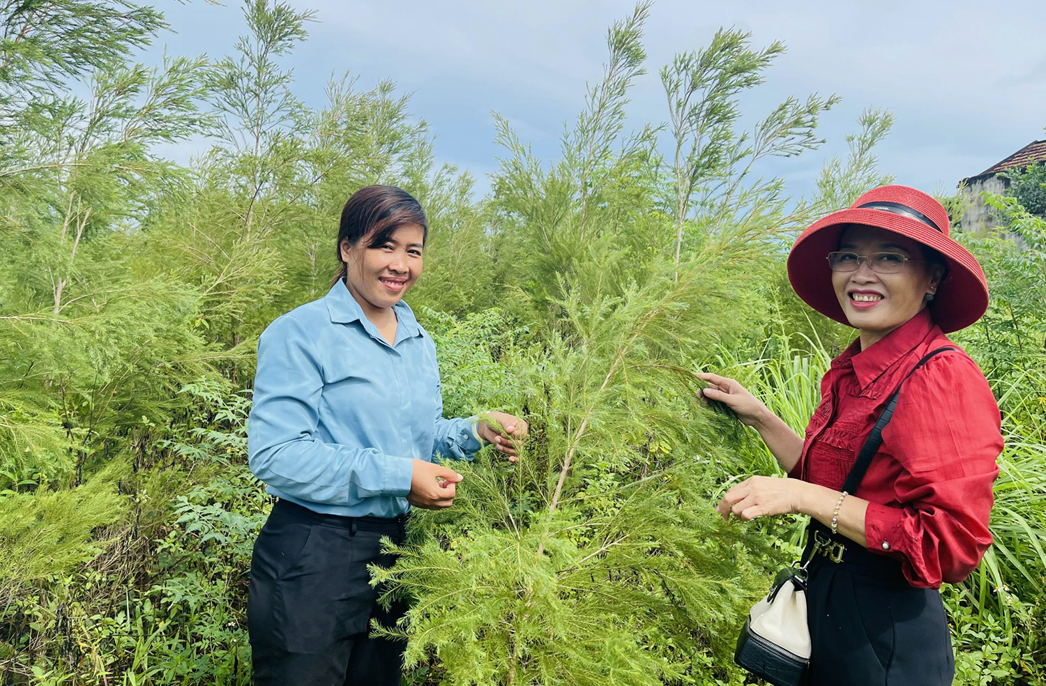 Chị Như Oanh (trái) bên rừng cây tràm trà đang được thu hoạch vụ đầu tiên.