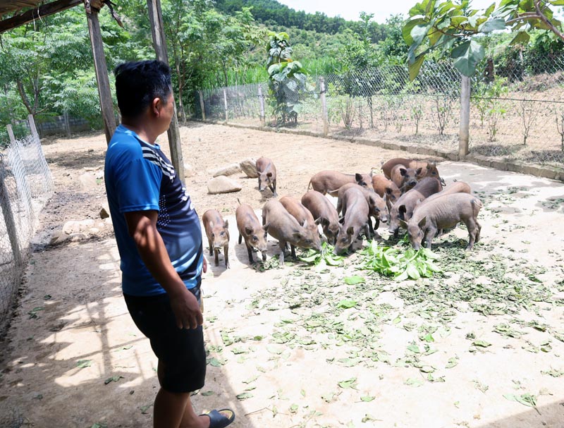 Nông dân huyện Minh Hóa chăm sóc, khôi phục đàn lợn của gia đình để phát triển kinh tế sau ảnh hưởng từ dịch tả lợn châu Phi.