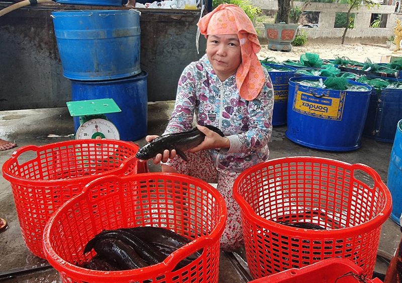 Chị Trần Thị Lệ vui mừng vì vụ cá lóc được mùa, được giá.