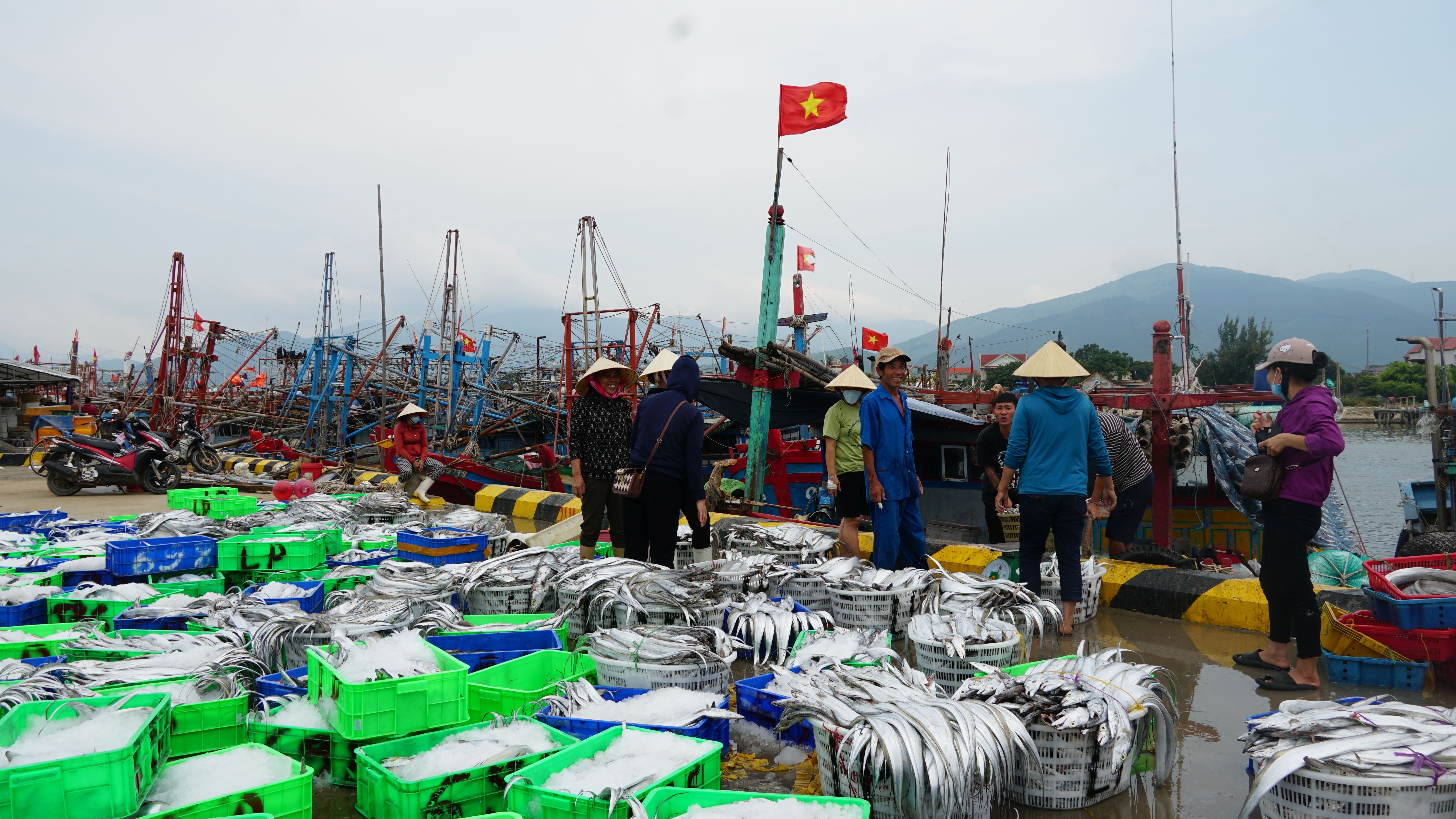 Vào tránh, trú bão số 4, ngư dân Cảnh Dương mang theo đầy khoang tàu cá hố, cá bò.