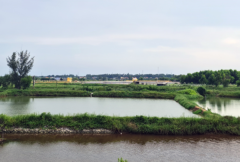 Nhiều diện tích thuỷ sản trên địa bàn huyện Quảng Ninh chưa kịp thu hoạch trước mùa mưa bão.