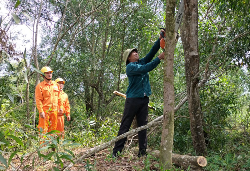 PC Quảng Bình đang tập trung chặt cây cối thể gây ảnh hưởng đến lưới điện