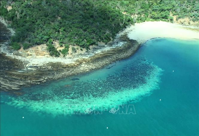 Rạn san hô Great Barrier ở Australia bị tẩy trắng nghiêm trọng. Ảnh minh họa: AFP/TTXVN