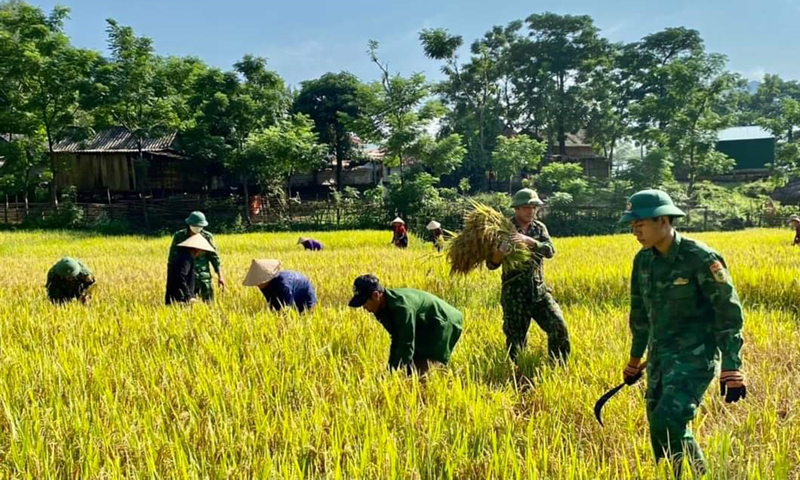 BĐBP tỉnh giúp đồng bào dân tộc thiểu số khu vực biên giới thu hoạch lúa.