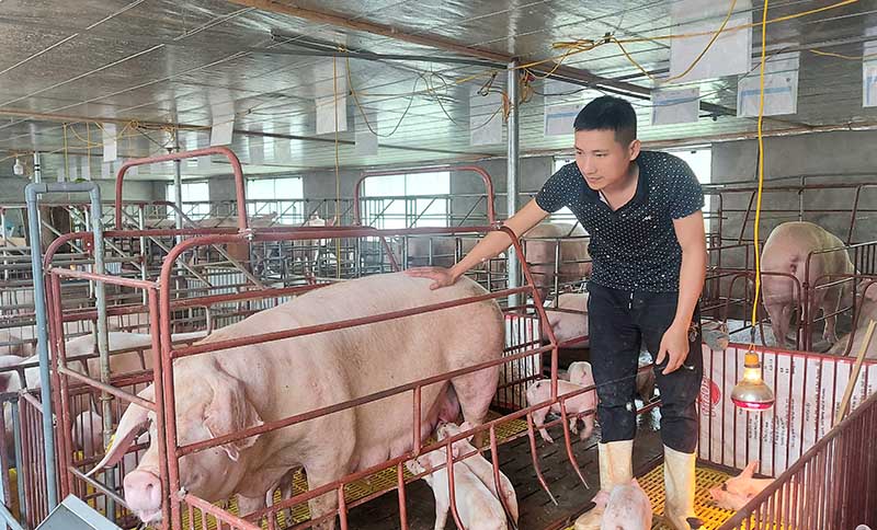 Anh Trần Xuân Tý chăm sóc đàn lợn nái của gia đình.