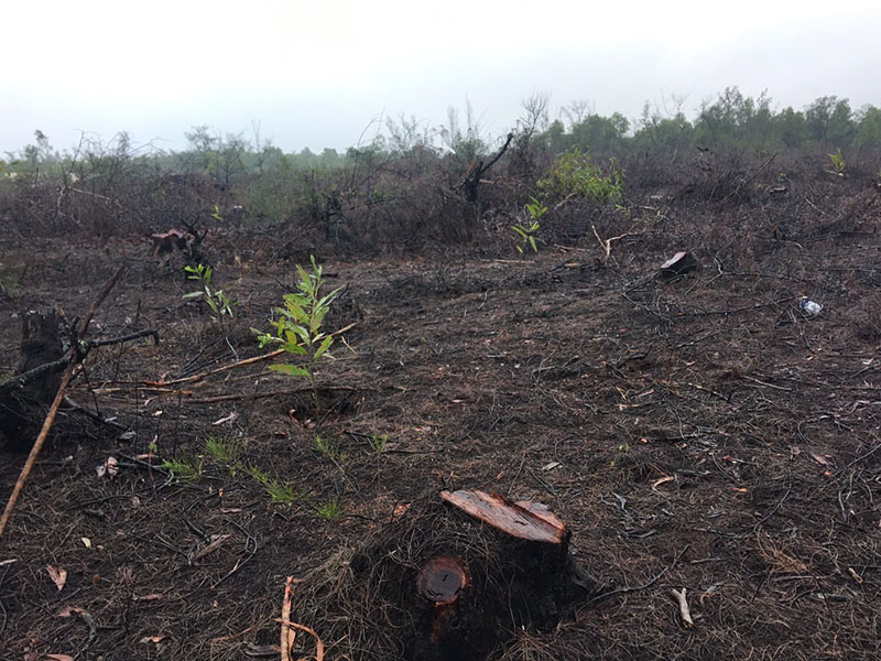 Lệ Thủy: Xác minh vụ chặt phá hơn 12ha rừng phòng hộ ở Sen Thủy