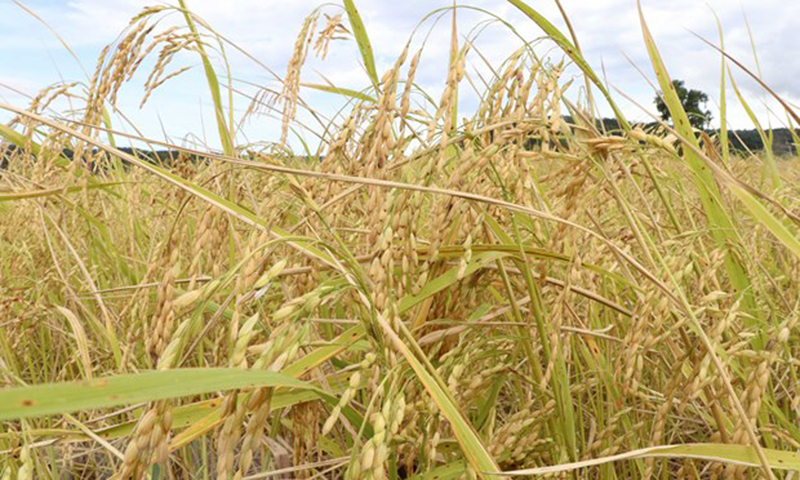 Australia-Việt Nam phát triển giống lúa thích nghi biến đổi khí hậu