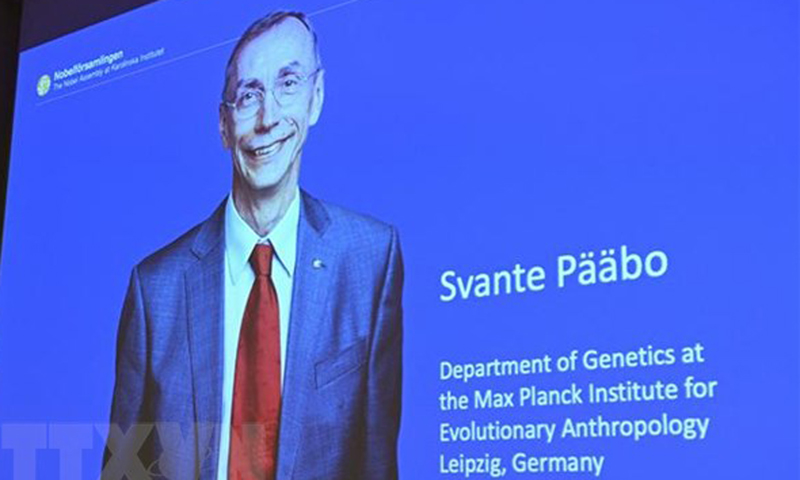 Chân dung nhà khoa học Thụy Điển đoạt giải Nobel Y sinh 2022 Svante Paabo tại Viện Karolinska ở Stockholm (Thụy Điển), ngày 3/10/2022. (Ảnh: AFP/TTXVN)