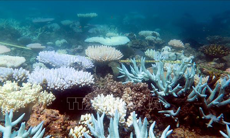 Các rạn san hô đang chết dần với tốc độ đáng báo động do tình trạng biến đổi khí hậu. Ảnh minh họa: AFP/TTXVN