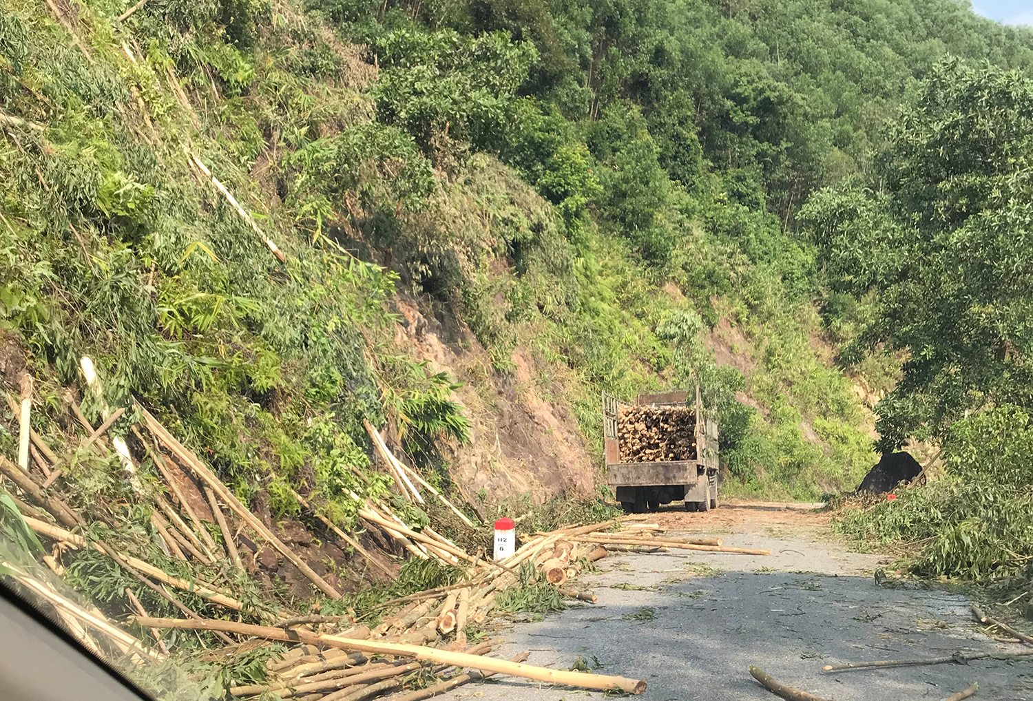 Tình trạng khai thác gỗ rừng trồng gây mất ATGT trên tỉnh lộ 558C.