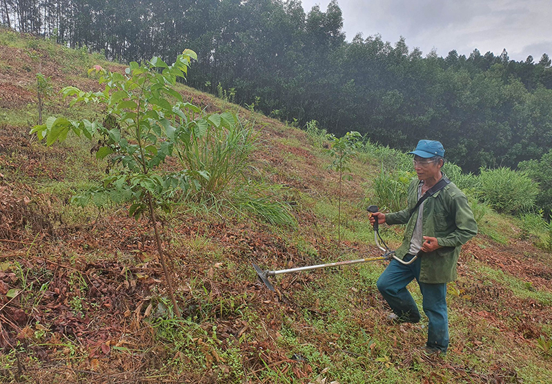 Ông Cao Duy Thuận, ở thôn Xuân Phú, xã Sơn Hóa chăm sóc rừng cây bản địa của gia đình.
