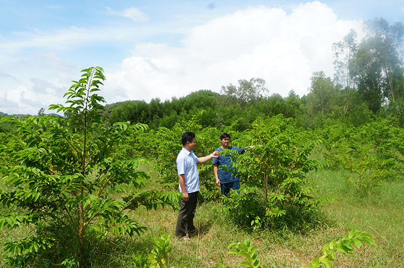 Nông dân Quảng Tiến cải tạo vườn tạp, trồng cây ăn quả có giá trị kinh tế cao.