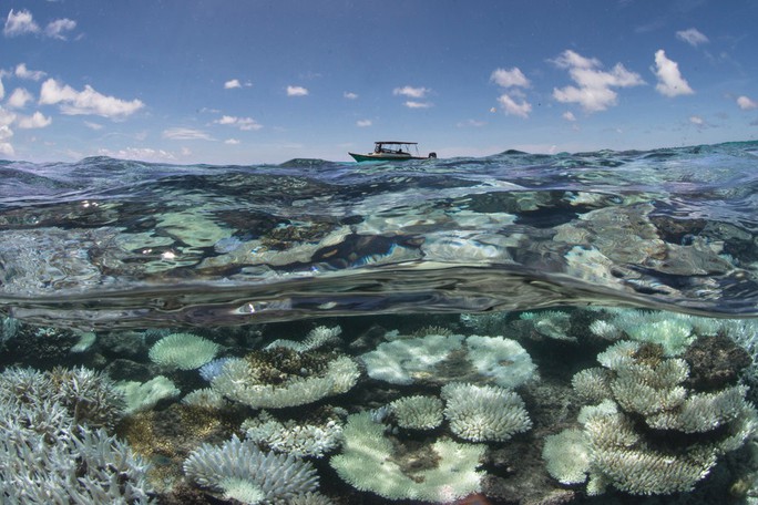 Rạn san hô ở Maldives bị tẩy màu vì sức nóng Ảnh: AP