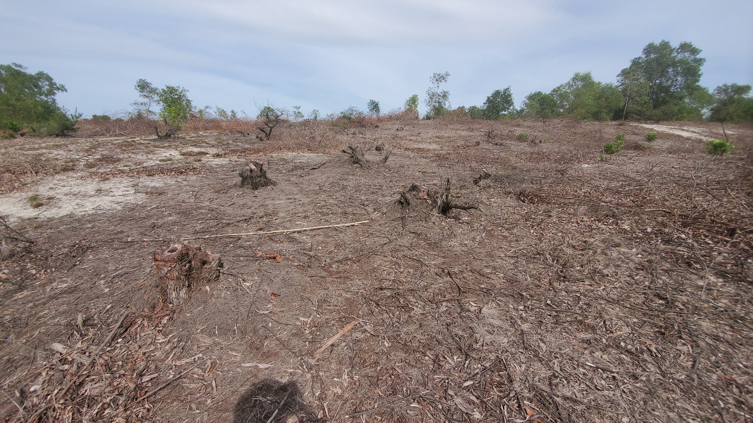 Hiện trường vụ khai thác, chặt phá rừng tại khu vực hồ Bàu Sen, xã Sen Thuỷ (Lệ Thuỷ).