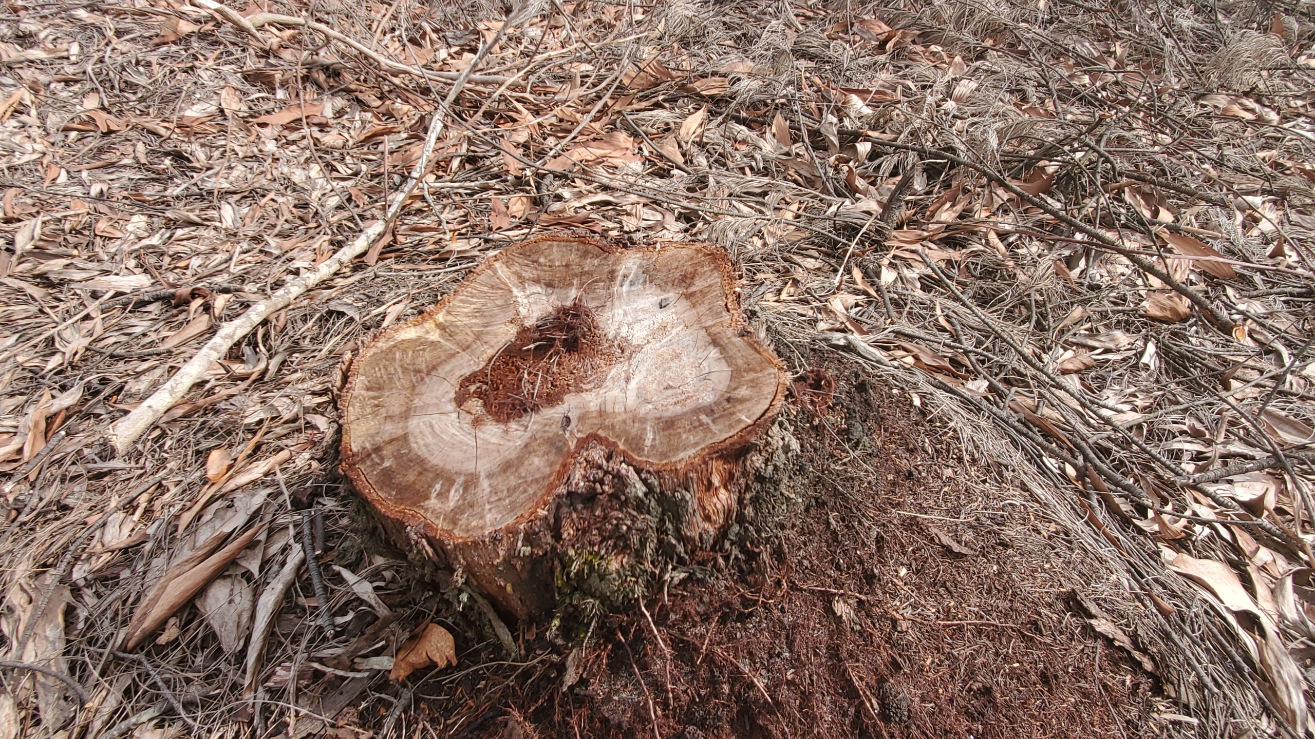 Nhiều cây gỗ keo, phi lao bị chặt phá.