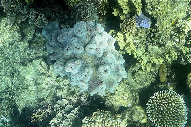 Rạn san hô Great Barrier ở Queensland, Australia, ngày 7/3/2022. Ảnh minh họa: AFP/TTXVN