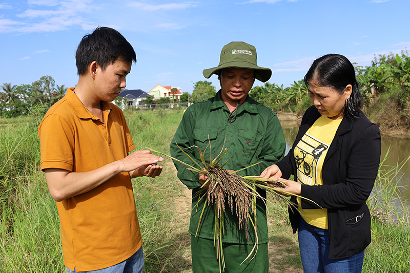 Giống nếp cẩm mới sẽ được đưa vào sản xuất trong vụ đông-xuân 2022-2023 trên đồng ruộng xã Đức Ninh.