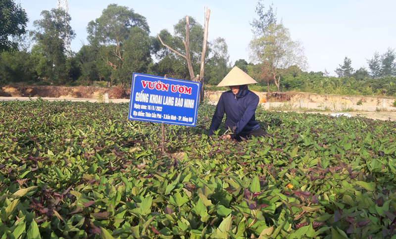 Mô hình trồng và tạo nguồn giống khoai lang Bảo Ninh.