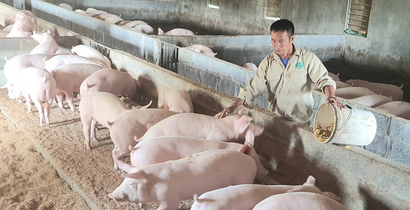 Các cơ sở chăn nuôi lợn theo hướng hữu cơ sẽ giảm tối đa ô nhiễm môi trường.