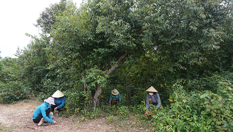 Người dân miệt mài nhặt hạt dẻ dưới tán rừng dẻ Quảng Lưu.