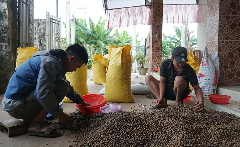 Ông Trần Văn Thắng, ở xã Quảng Lưu, một đại lý thu gom hạt dẻ cho biết, trung bình mỗi ngày ông thu mua khoảng 1,5 tấn hạt dẻ cho của bà con.