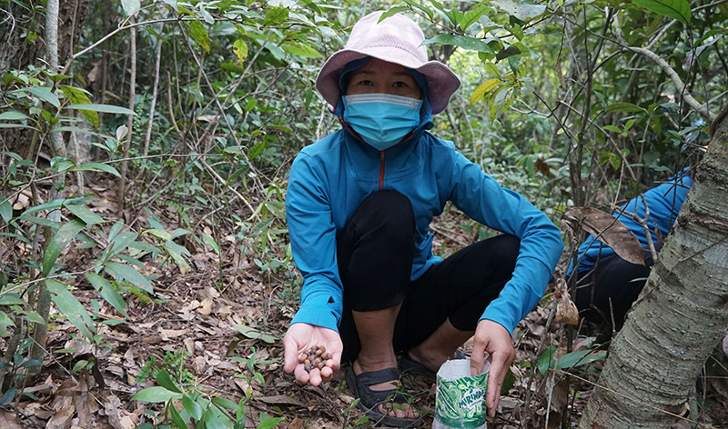 Chị Nguyễn Thị Liên ở thôn Hải Lưu, xã Quảng Lưu cho biết, mỗi ngày chị nhặt được khoảng 20kg hạt dẻ.