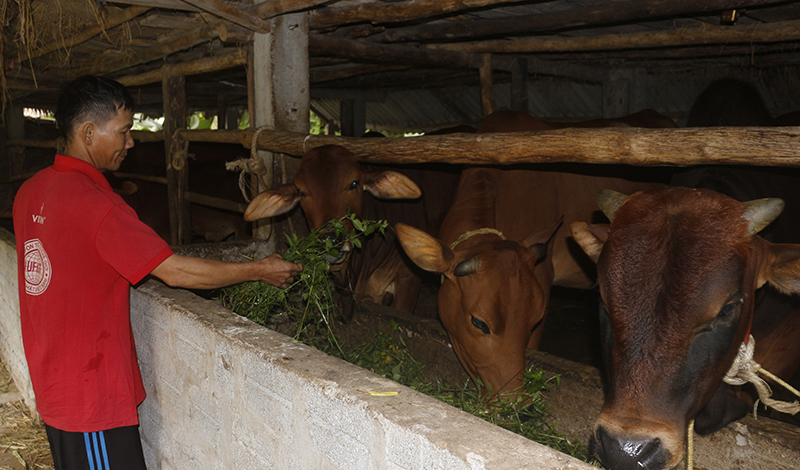 Người chăn nuôi gia súc trên địa bàn huyện Tuyên Hóa lao đao vì giá tiêu thụ xuống thấp.