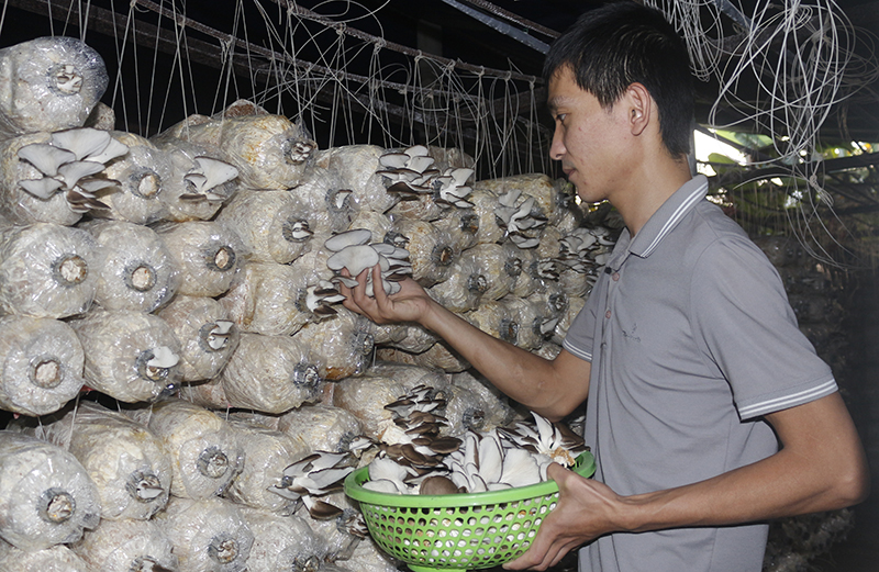 Sản phẩm nấm bào ngư xám của Hoàng Sỹ Khánh được người tiêu dùng trên địa bàn ưa chuộng.