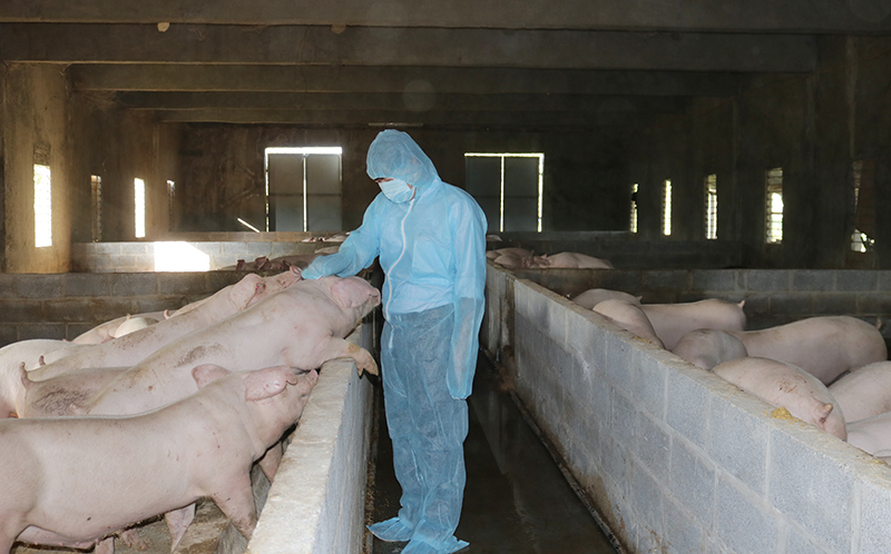 Chăn nuôi lợn theo hướng hữu cơ tại Công ty cổ phần Tư vấn và Đầu tư Long Giang Thịnh.