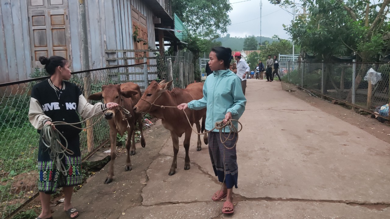 Trao bò sinh sản cho hộ hội viên nông dân nghèo xã Thượng Trạch