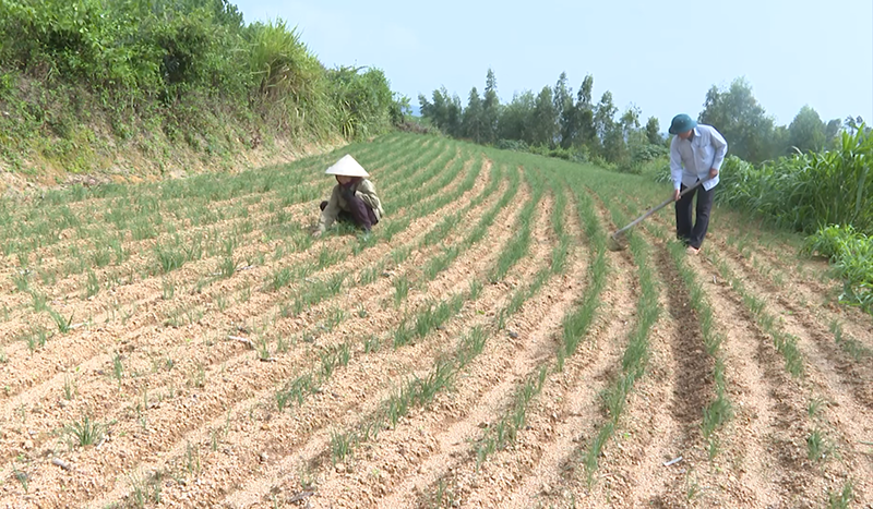 Nhiều diện tích đất đồi của xã Quảng Thạch đã được đưa vào trồng nén. 