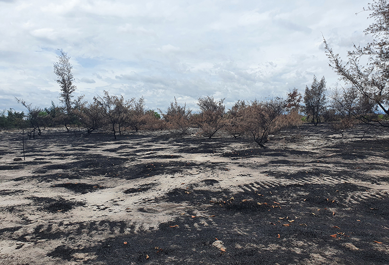 Các vụ cháy rừng ven biển đã gây thiệt hại hàng trăm ha rừng.