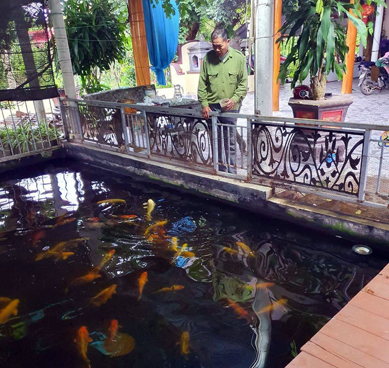 Mô hình nuôi cá Koi thử nghiệm của ông Lê Ngọc Thuận, xã Quảng Tùng.
