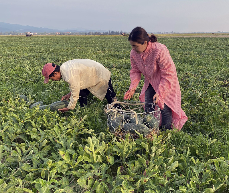 Chuyển đổi diện tích trồng lúa kém hiệu quả sang trồng dưa hấu mang lại thu nhập cao cho người dân xã Hàm Ninh (Quảng Ninh).