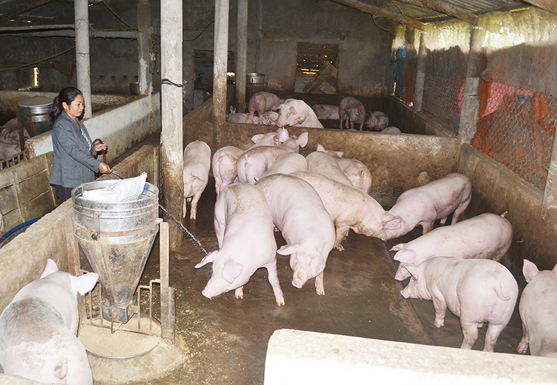 Các trang trại chăn nuôi lợn trên địa bàn huyện Bố Trạch hoạt động hiệu quả.