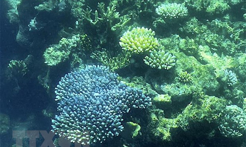 Rạn san hô Great Barrier ở Queensland, Australia. (Ảnh: AFP/TTXVN)